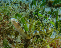 Xiphasia setifer