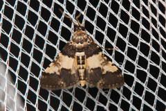 Nacoleia mesochlora