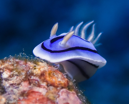 Loch's Chromodoris