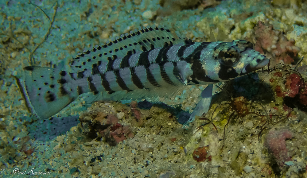 Blackbanded grubfish (Parapercis tetracantha) — Pinguipedidae