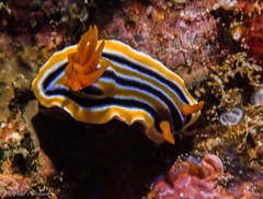 Chromodoris colemani