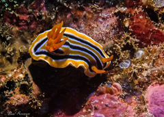 Chromodoris colemani