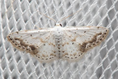 Scopula innocens