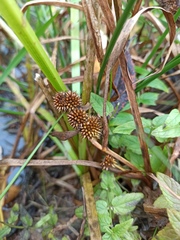 Sparganium glomeratum