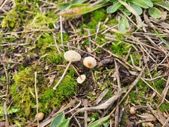 Crinipellis scabella