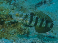 Amblygobius sphynx