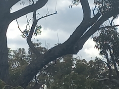 Eucalyptus marginata marginata