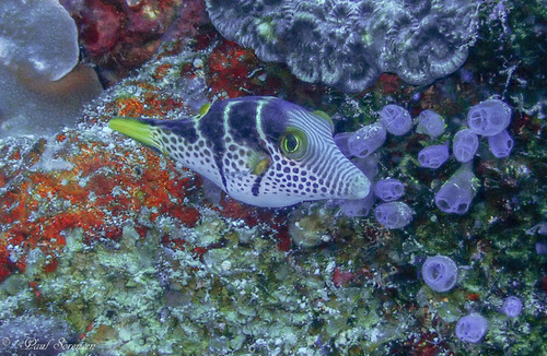Blacksaddle Toby, Dauin, Negros Oriental, Philippines, photo 8 of 10