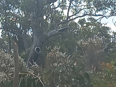 Eucalyptus marginata marginata