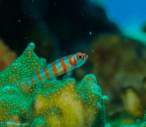 Foto de Trimma plateado (Trimma cana)