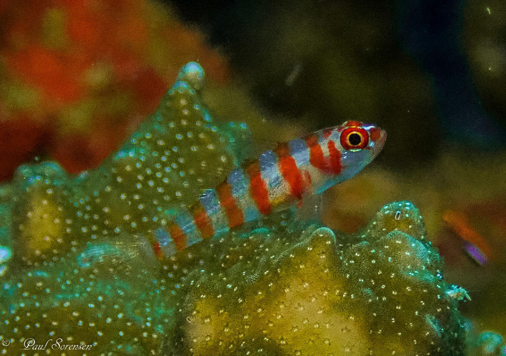 Foto de Trimma plateado (Trimma cana)