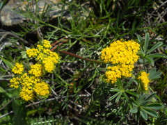 Lomatium utriculatum