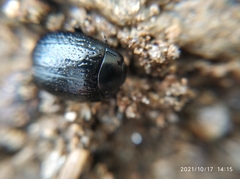 Chrysomelidae
