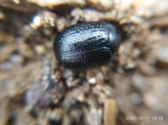 Chrysomelidae