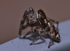 Macaroeris nidicolens