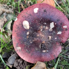 Russula atrorubens