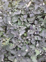 Solanum nigrum