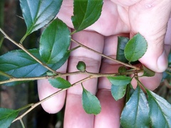 Rhamnus pilushanensis
