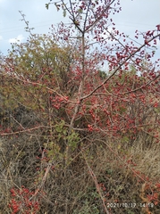Rosaceae