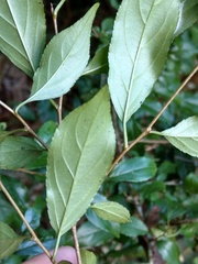 Rhamnus pilushanensis