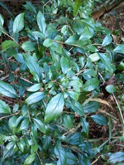 Rhamnus pilushanensis