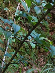 Rhamnus pilushanensis