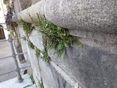Asplenium trichomanes