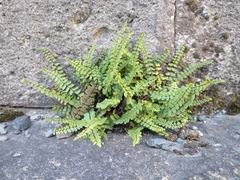 Asplenium trichomanes