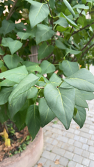 Syringa vulgaris