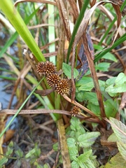 Sparganium glomeratum
