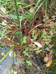 Sparganium glomeratum