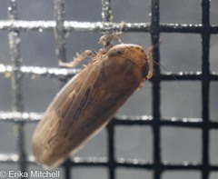 Amplicephalus osborni