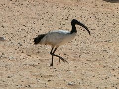 Threskiornis aethiopicus