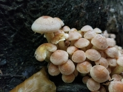 Hypholoma fasciculare