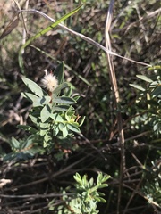 Pimelea glauca