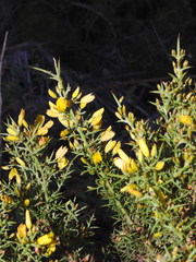Ulex argenteus subsericeus