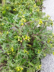Senecio vulgaris
