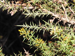 Ulex argenteus subsericeus