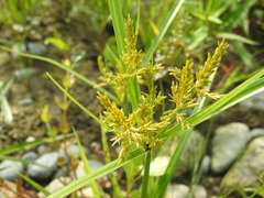 Cyperus microiria