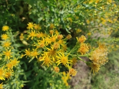 Dittrichia viscosa