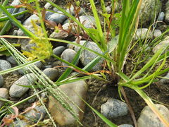 Cyperus microiria