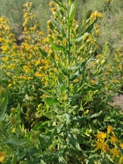 Dittrichia viscosa