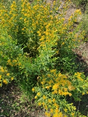 Dittrichia viscosa