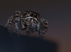 Macaroeris nidicolens