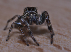 Macaroeris nidicolens