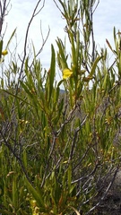 Dodonaea viscosa viscosa