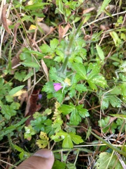 Geranium nepalense thunbergii
