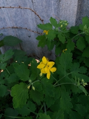 Chelidonium