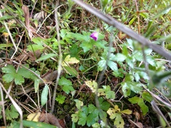 Geranium nepalense thunbergii