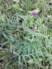 Vicia cracca